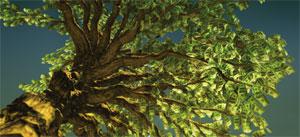 money_tree.jpg money_tree.jpg