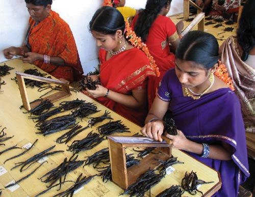women in India sorting vanilla beans women in India sorting vanilla beans