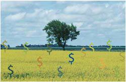 tree_dollars.jpg tree_dollars.jpg